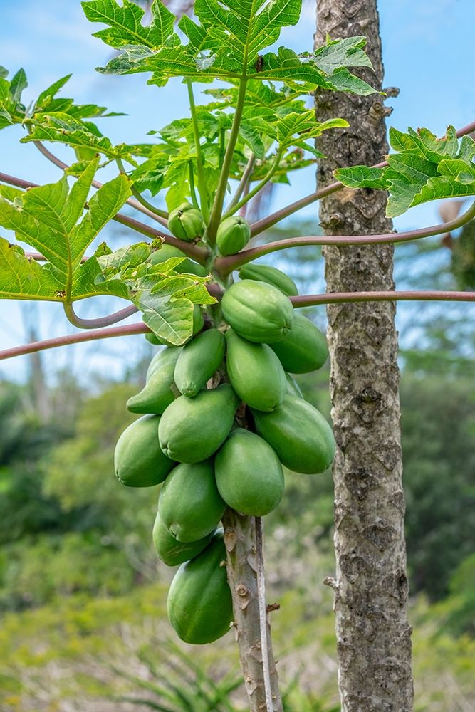 Papaya tree
